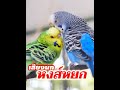 เสียงนกหงส์หยก birds sounds