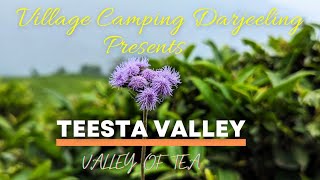 Village Camping Darjeeling Presents | The Valley of Tea | Teesta Valley