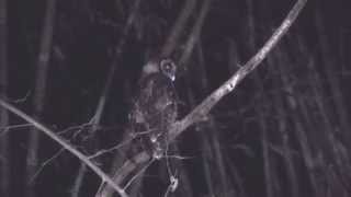 清邁 褐林鴞 Brown Wood Owl