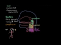 pharyngitis respiratory system diseases nclex rn khan academy