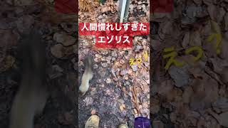 札幌市円山公園にいた人間慣れしたエゾリス