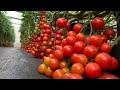 AMAZING Greenhouse CHERRY TOMATO Farming now in the Philippines