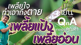 เพลี้ยอ่อน เพลี้ยแป้ง เจอเพลี้ย เพลียใจ แถมได้ราดำบุกเป็นกองทัพ ทำเอาถึงตาย ถ้าไม่จัดการ มือเย็น QnA