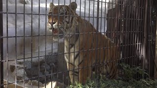 秋の福岡市動物園に行ってみました！ - Fukuoka Zoo in Autumn