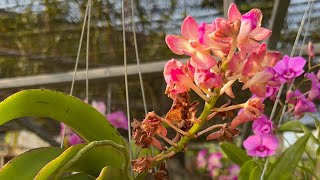 กล้วยไม้ป่า กลิ่นหอม ออกดอกทุกๆ 3 เดือน จะมีพันธุ์อะไรบ้าง Thai orchids