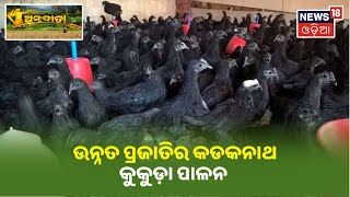 Annadata I ଉନ୍ନତ ପ୍ରଜାତିର କଡକନାଥ କୁକୁଡ଼ା ପାଳନ (Kadaknath Chicken Farming)