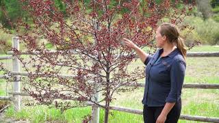 Tree Pruning: Early Structural Pruning