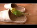 おしゃべりインコのピッピはスリッパが大好き！bird love slippers.