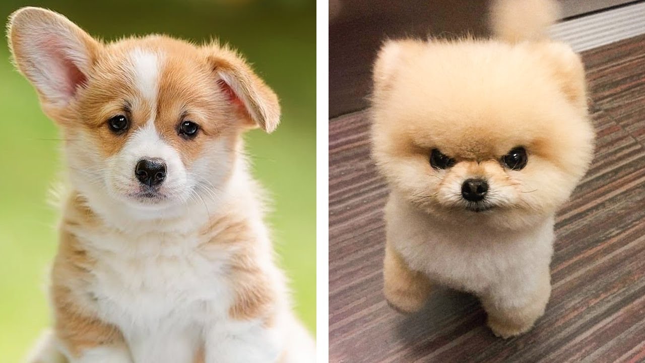 Cutest Puppy In The World Contest