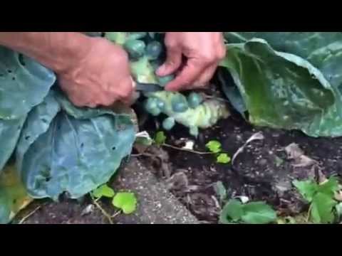 How to Harvest Brussels Sprouts How to Harvest Brussels Sprouts