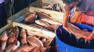 Sylhet Kazi Bazar fish wholesaler সিলেটের কাজী বাজারের মাছের পাইকারি বিক্রেতা আড়ত #india #sylhet