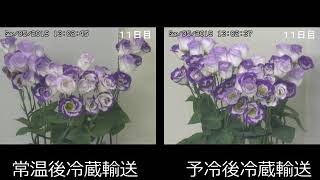 予冷した花を比較してみた（常温VS予冷）【トルコギキョウ】ＪＡうご