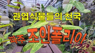 관엽식물들의 천국 파주 #조인폴리아