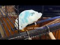 あたまがかゆいセキセイインコさん