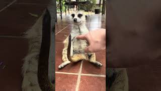 A VERY excited Meerkat! 😂 #animallover #cuteanimals #funnyanimals #farmlife #animals