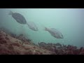 【水中映像】知多半島 内海新港　堤防内側　水中映像 underwater video