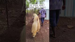 Kokan brand Full jhalar wala Jamnapari Bakra Arham Goat farm #jp #bakra #goat #kokan