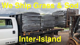 We Ship Sod \u0026 Grass Interisland