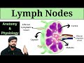 Lymph Nodes Anatomy and Physiology in Hindi || Lymphatic system