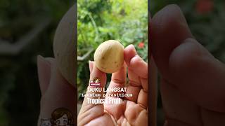 Duku Langsat Tropical Fruit #travel #nature #plants #foodie #borneo #agriculture #shorts