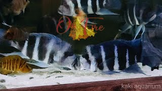 「Kaki Aquarium」缸湖從慈多事---咁好打💢？坐監冷靜下🤭On fire? Then send to the jail🙈