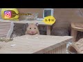 黃金鼠gaku把頭枕在平台等抱抱 hamster gaku lay his head on the platform waiting.