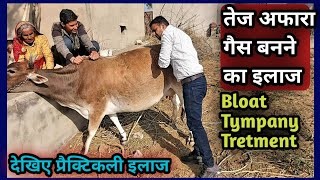 Bloat Tympany in Cattle||gases in Rumen||तेज अफारा का प्रैक्टिकल इलाज