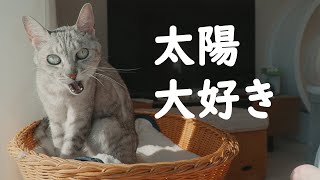 日光浴が大好きな猫のくつろぐ様子