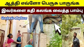 எச்சரிக்கை | வீட்டிற்குள் இந்த பாம்பு இருக்கும் இடத்தை பாருங்கள் | மிரண்டு ஓடிய பெண்கள் | Snake_Saga