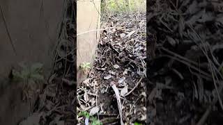 🤯mystery forest#trending #story #viral #solo #shortvideo #amazing