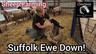 Sheep Farming: Suffolk Ewe Down! - Barberpole Worms/Scurred Dorsets/Daily Farm Life!|May 2022