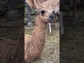 もぐもぐもぐもぐゴックン　あれあれ？　ラマの反芻の様子！　群馬サファリパーク