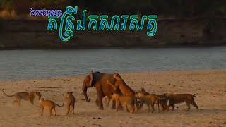 តន្ត្រីឯកសារសត្វ ភាគ២១ តោមួយហ្វោងវាយប្រហារដំរីធ្វើជាចំណីរពួកវា