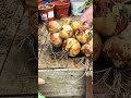 mastering the braiding of newly harvest onions