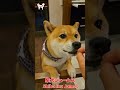 ショート かわいい柴犬のおねだり！～shiba inu james by kyoto～