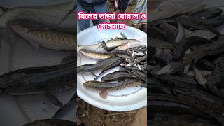 খুবই সুন্দর মজার দেশী মাছ