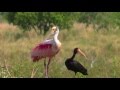 Ibera Wetlands in Argentina