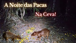 A Noite das Pacas na Ceva!