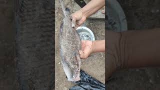 ఇ రోజు ఇంట్లో చేపల కూర  #shorts #viral #trending #food #ytshorts #fish #shortsvideo #village