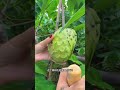 番荔枝收获季节。释迦非常好吃，吃起来甜甜的。 shorts fruit 2024