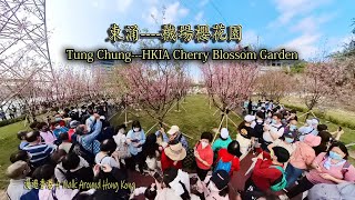 Crowded Tung Chung - HKIA Cherry Blossom Garden.人山人海的東涌----機場櫻花園.