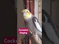 Cockatiel's Cuckoo Song! 🎵 🎶 🐦 #cockatiel #birds #birdsinging #birdsounds #parrot