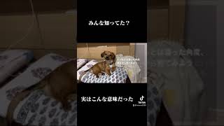 犬が首を傾げる理由が意外すぎた #shorts