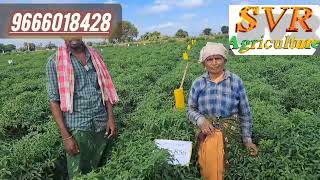 #best seeds#రవి hybrid seeds #Banjara 856 ఐజా మండలం గద్వాల్ జిల్లా