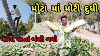 વાડી ની મોજ બોર ખાવા હાલો ||  બોવમોટી દૂધી  જોય || gujrati vlogs