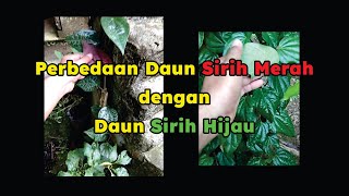 Perbedaan Daun Sirih Merah dengan Daun Sirih Hijau