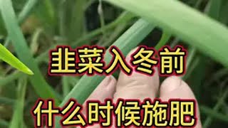 韭菜入冬前什么时候施肥？能不能清除发黄干枯的叶片？答案来了 2024新农人计划 一分耕耘一分收获