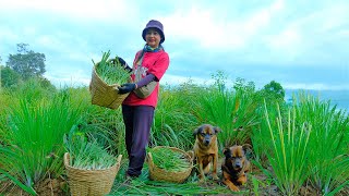 Harvest Lemongrass Goes To Market Sell - Protect Young Fruits From Fruit Flies By Protective Bags.