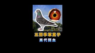 斑公22-716729【根王鴿舍】【根王大滿貫】 | 賽鴿 | 信鴿 | 種鴿  | racing pigeon