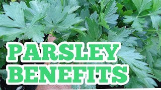 Parsley benefits